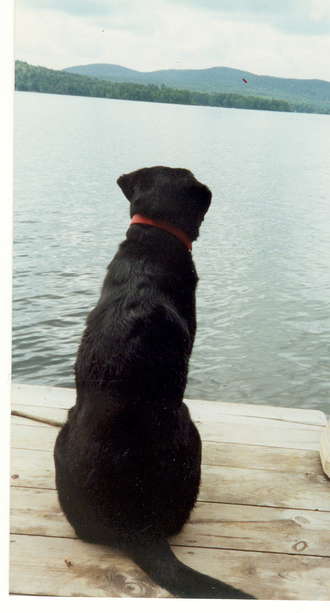 Alex: The World's Best Dog January 1992-June 2003